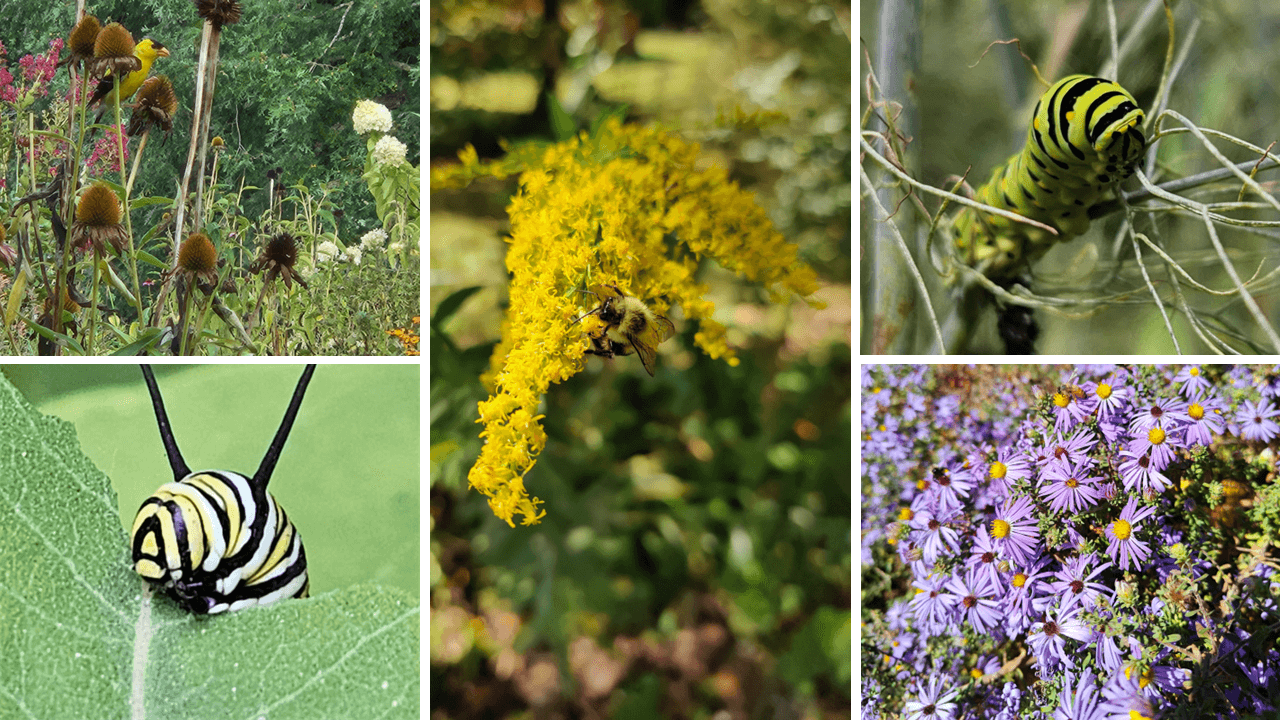 Yellow goldenrod and purple asters sit among a finch eating flower seed heads and caterpillars eat leaves.