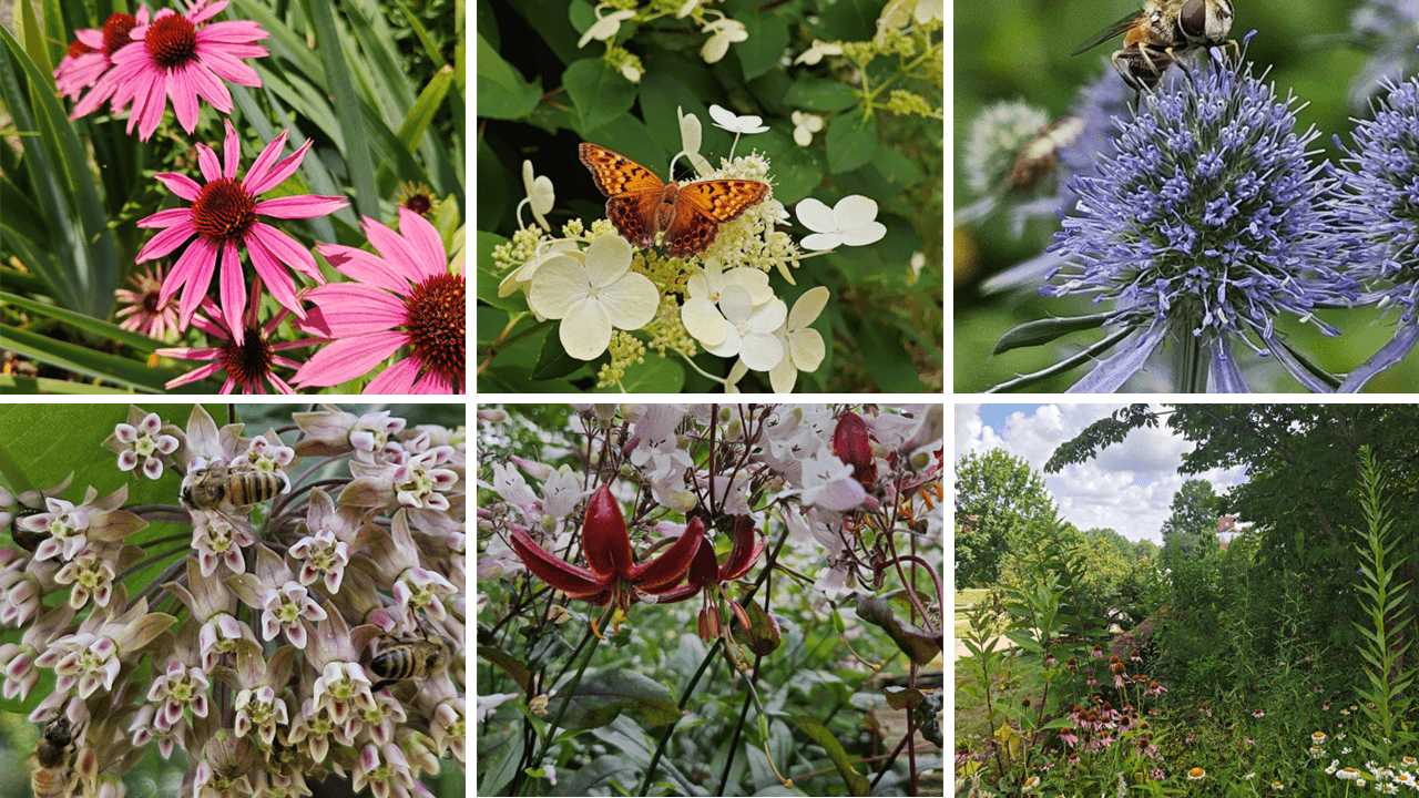 Bees, butterflies, and other insects land on a colorful array of flowers.