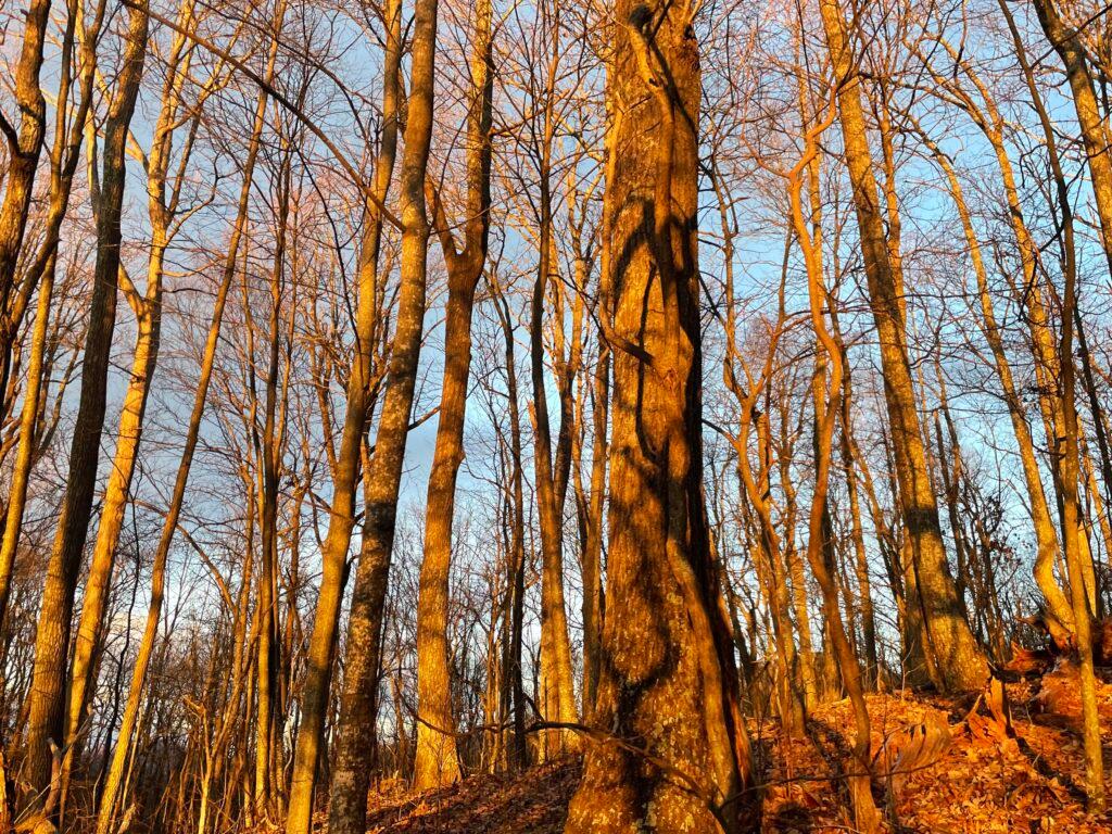 Photo by Jared Sipple