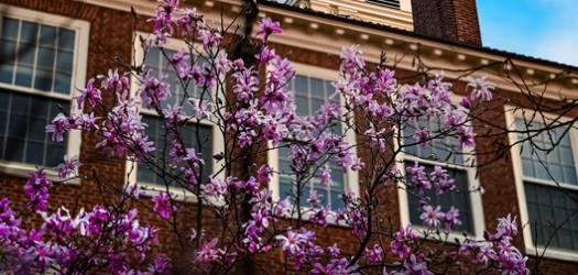 Picture with flowers with a background of a building.