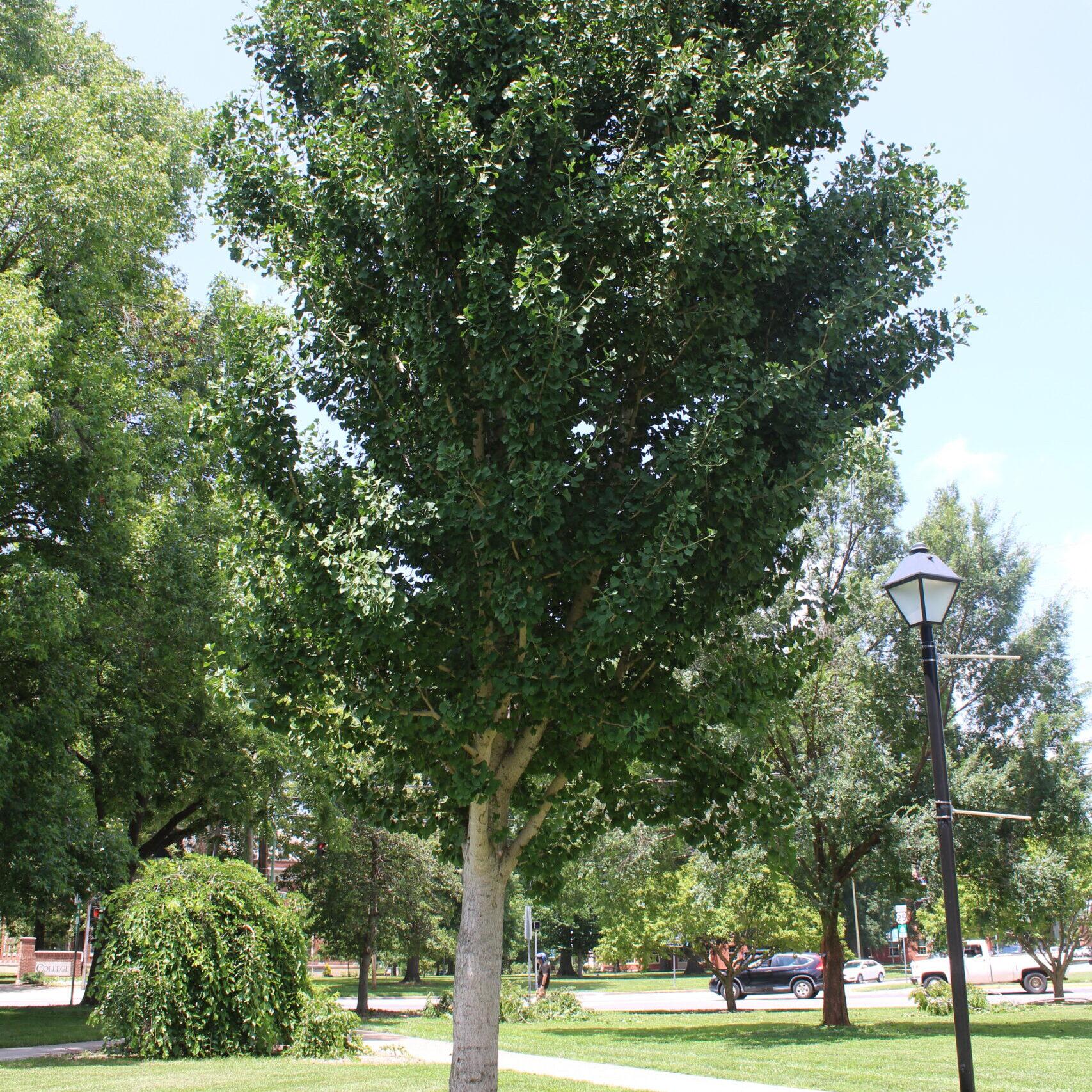 A single Ginkgo (Ginkgo biloba) tree covered in dark, green leaves.