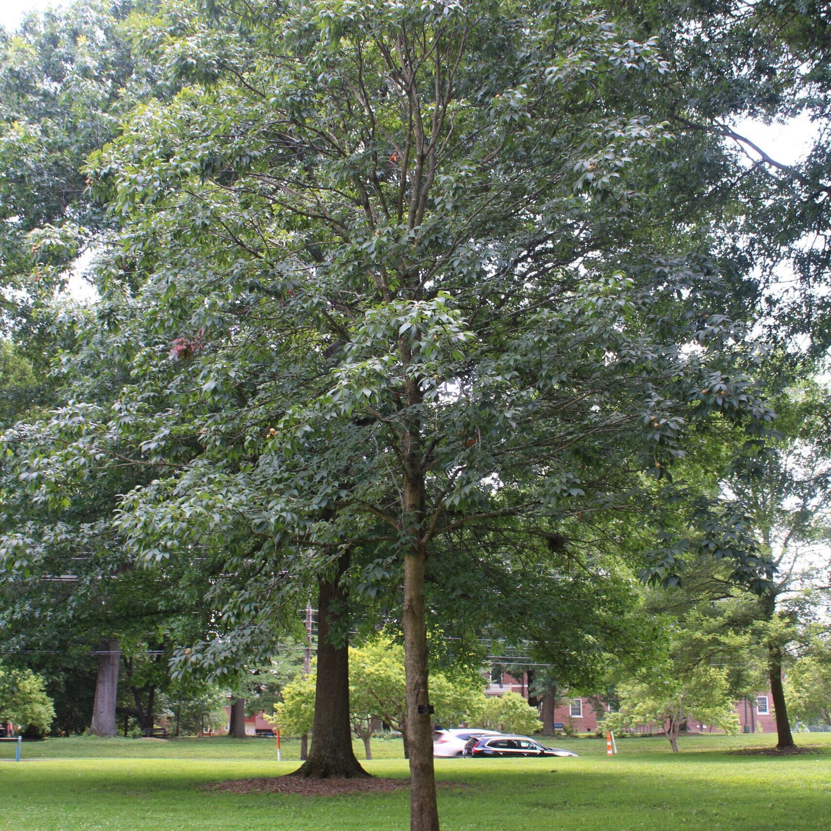 A single Sweet Buckeye (Aesculus flava) tree covered in dark, dull, green leaves.