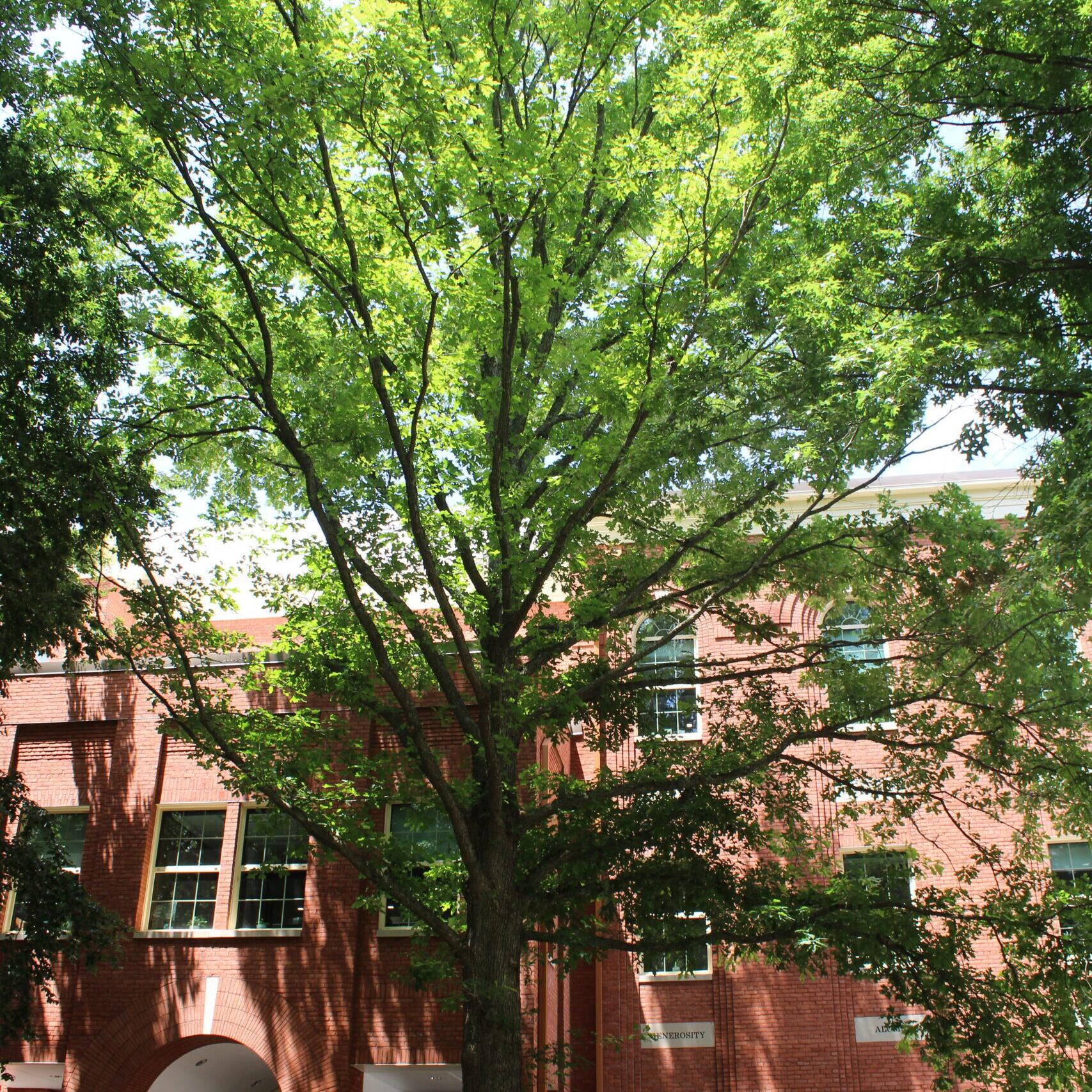 A single Overcup Oak (Quercus lyrata) tree covered in bright, green leaves.